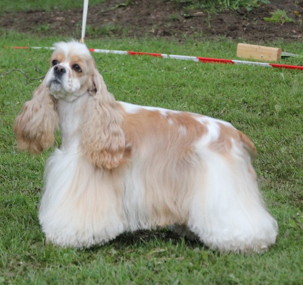 American Cocker Spaniel