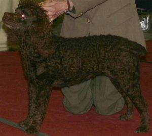 American Water Spaniel