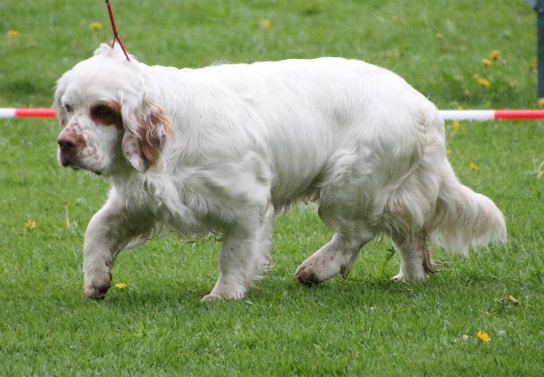 Clumber Spaniel