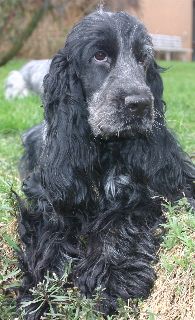 English Cocker Spaniel