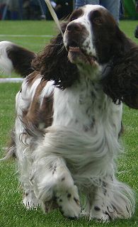 English Springer Spaniel