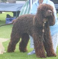 Irish Water Spaniel