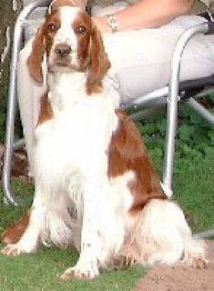 Welsh Springer Spaniel